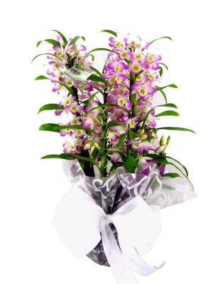 (31) 3024-1113  Nova lima MG  flores, cestas para Condominios Nova Lima flores flora flor MG  Flores