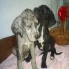 Filhotes de Dogue  Alemão