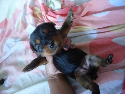 Filhotes de Yorkshire