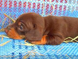 DACHSHUND / COFAP / TECKEL / SALSICHA