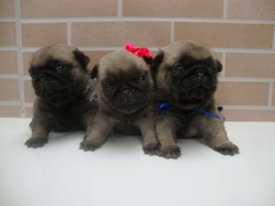 Pug Filhotes em Curitiba - Canil de Pug em Curitiba