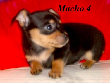 Maravilhosos filhotes mestiços de pinscher com chihuahua (machos) com 60 dias