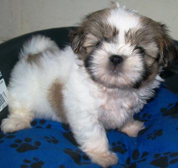 Filhote, raça, shih tzu, Porto Alegre, Pet Shop,