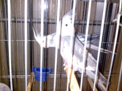 Calopsitas para vendas