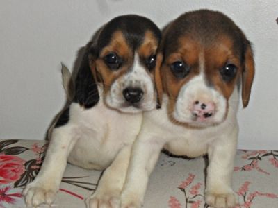 BEAGLES, FILHOTES DE RAÇA PURA