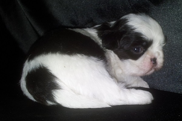 Filhotes Fêmeas de Shih Tzu