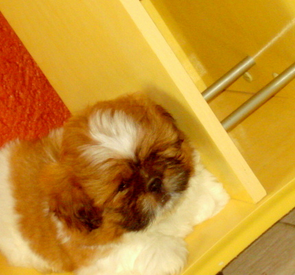 Ultimo machinho de shitzu a venda .. lindo presente  para o natal 