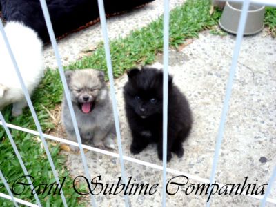 Spitz Alemão / Lulu da Pomerania - Filhotes com Pedigree a venda