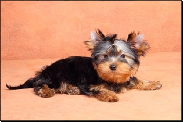 Filhotes de Yorkshire Terrier