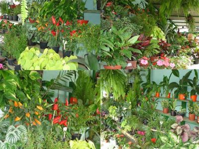 Floricultura Art em Flores - (31) 3532 4385