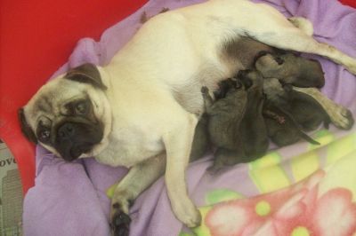 Pug  Filhotes