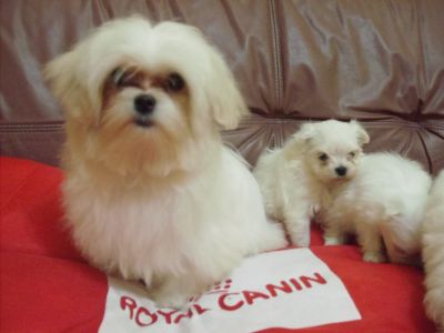 FILHOTES MICRO DE MALTES