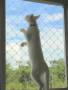 Redes de Proteção para Animais