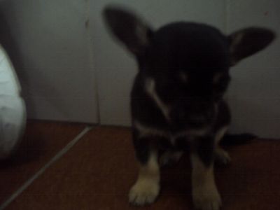 lindos filhotes de chihuahua