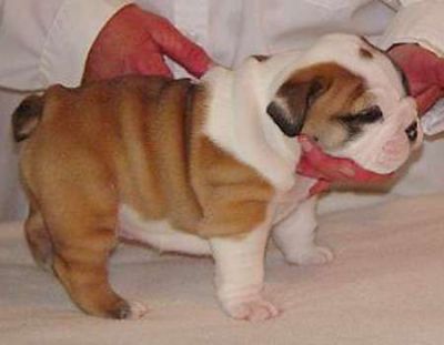 filhotes Bulldog Inglês para adopção