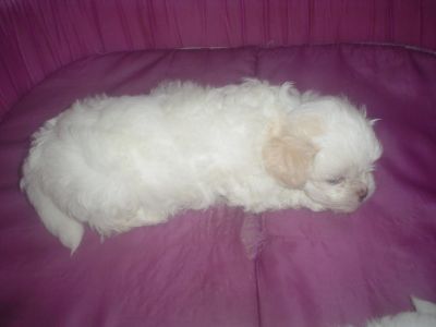 Lindos machinhos de Lhasa branco com manchinhas creme