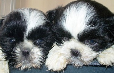 Filhote, raça, shih tzu, Porto Alegre, Pet Shop,