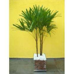 Jardinagem em sorocaba e região e com a Eco Flora