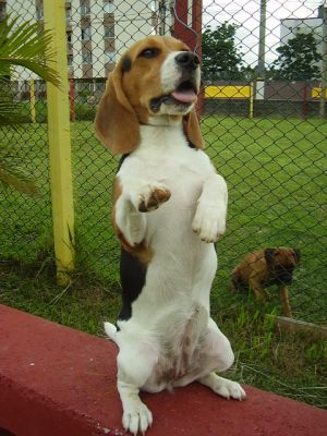 RAEL CENTRO DE ADESTRAMENTO