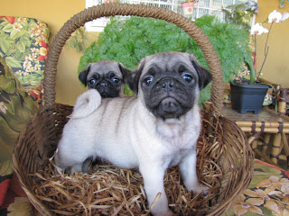 vendas de filhotes de pug