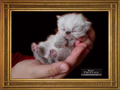 Gatos persas e himalaios.