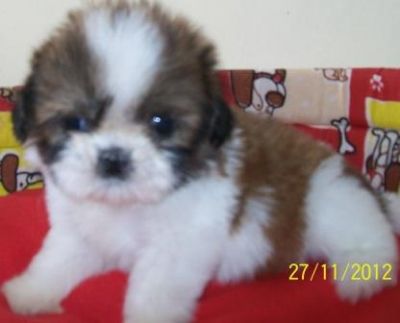 Venda, Filhote, lhasa apso, Porto Alegre,