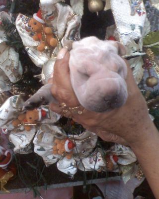 Filhotes de Shar-Pai