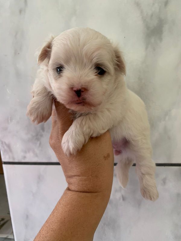 Nossos filhotes de Maltês são branquinhos e saudáveis.Filhotes à venda.
