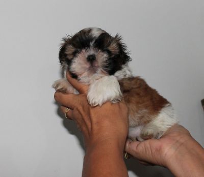 Canil puppy- vd filhotes shih tzu-Arujá-SP