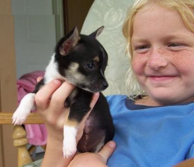 cute e adorável chihuahua cachorros treinados casa