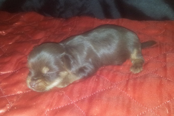 Filhote macho de Yorkshire Terrier Chocolate