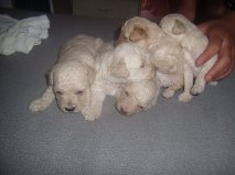 poodle toyzinhos machos e femeas