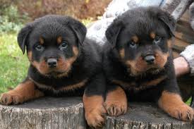  Temos dois cachorros gernam rottweiler