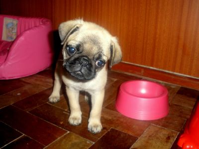 filhotes de pugs machos com preço imperdível
