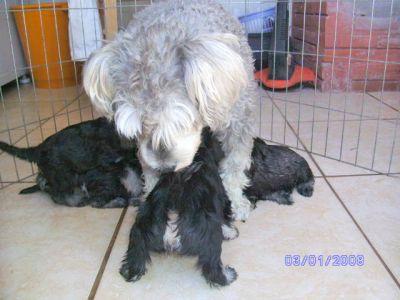 Filhotes de SCHNAUZER