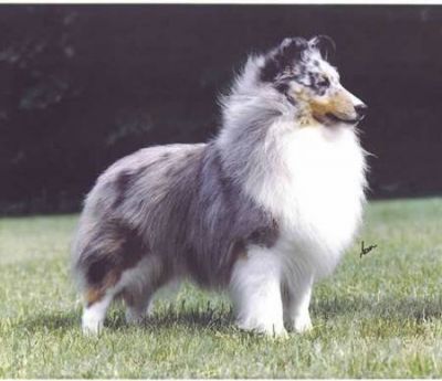 Pastor de shetland, Magníficos Filhotes  R$2.000