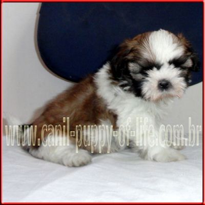 Vendo filhotes shih tzu porte pequeno