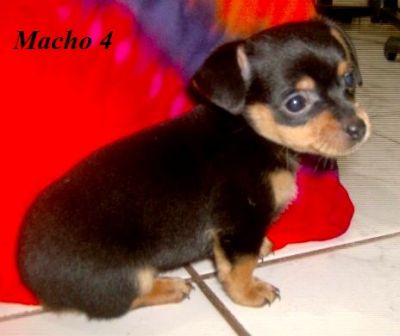 Maravilhosos filhotes mestiços de pinscher com chihuahua (machos) com 60 dias
