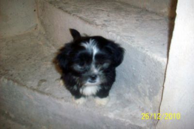 Filhote de Lhasa Apso