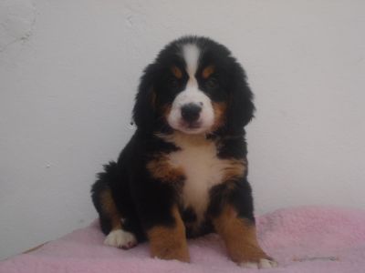 LINDOS FILHOTES DE BOIADEIRO BERNESE