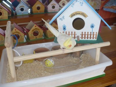 Criadouro Aves Mansas