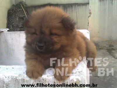 Chow Chow - Canil Filhotes On Line BH