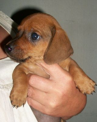 Filhotes a venda de dachshund anão Teckel Basset Cofap