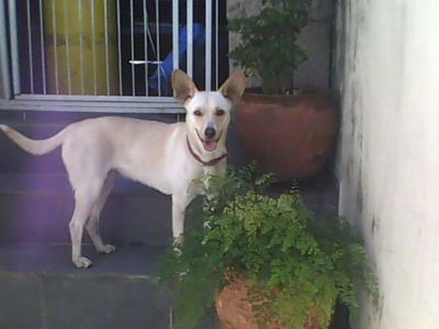 Doa-se cachorrinha amarela abandonada