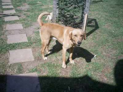 PEQUENO PLANTEL DE LABRADOR