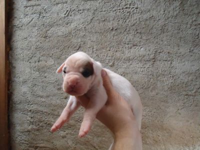 Lindos Filhotes de Boxer Brancos