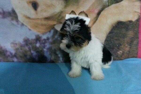 Biewer Yorkshire Terrier