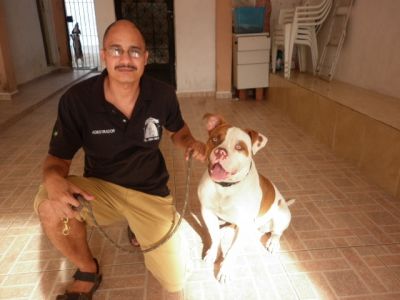 adestramento de cães matilha