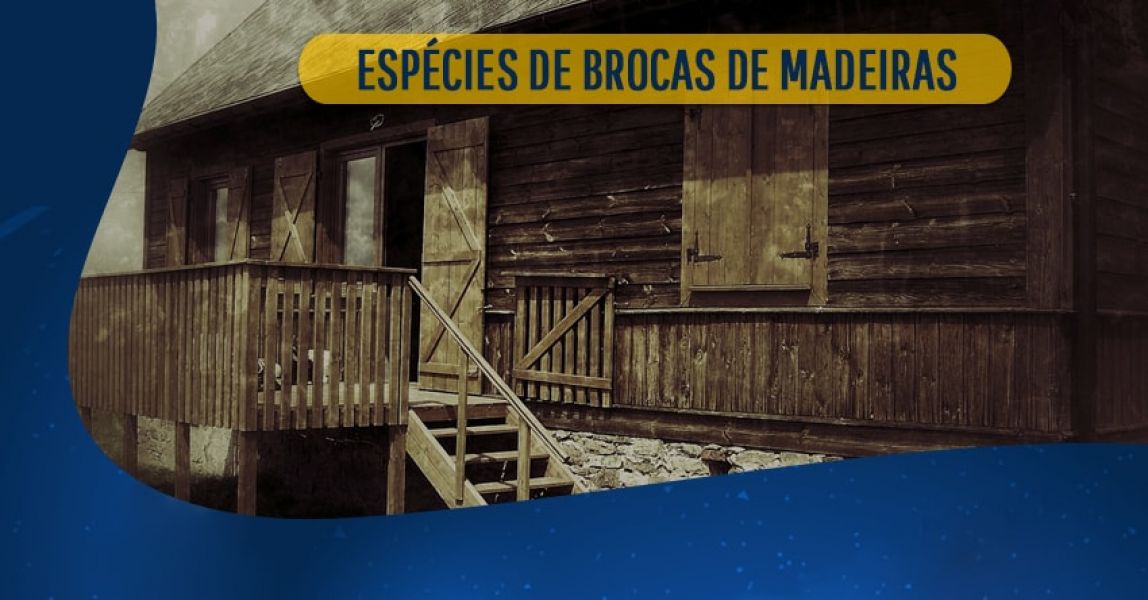 Dedetização de besouros conhecidos como brocas de madeira