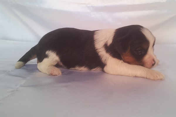 Filhotes de Biewer Terrier